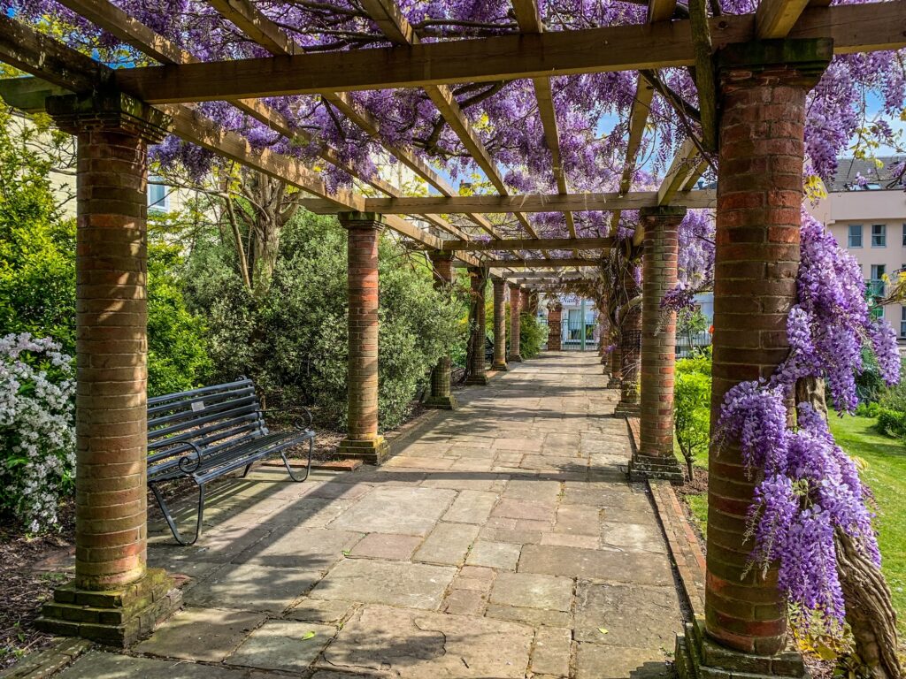 Sandford park benches and Wisteria