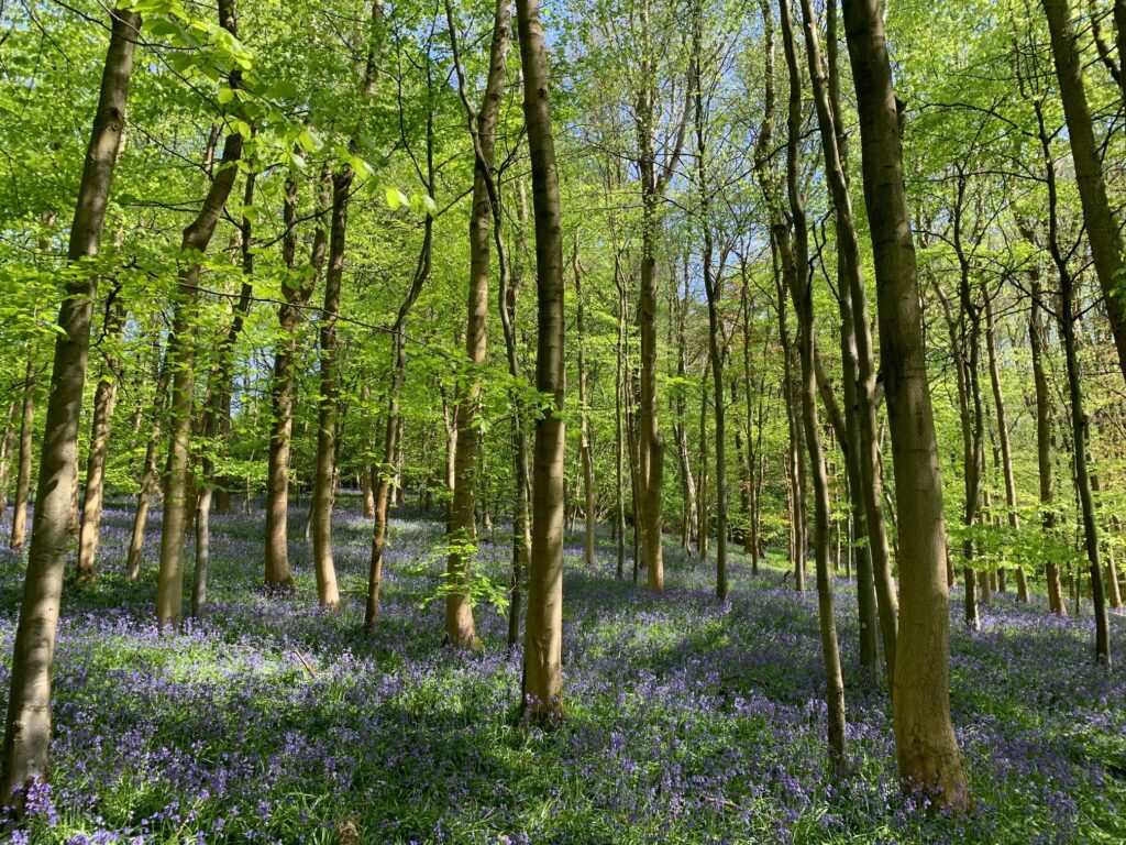 An area of woodland with several trees and bluebells on the ground.