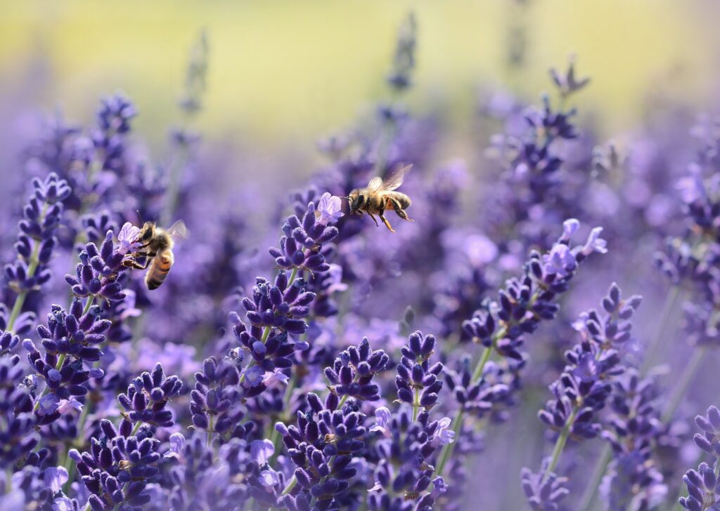 A field of lavender with bees.