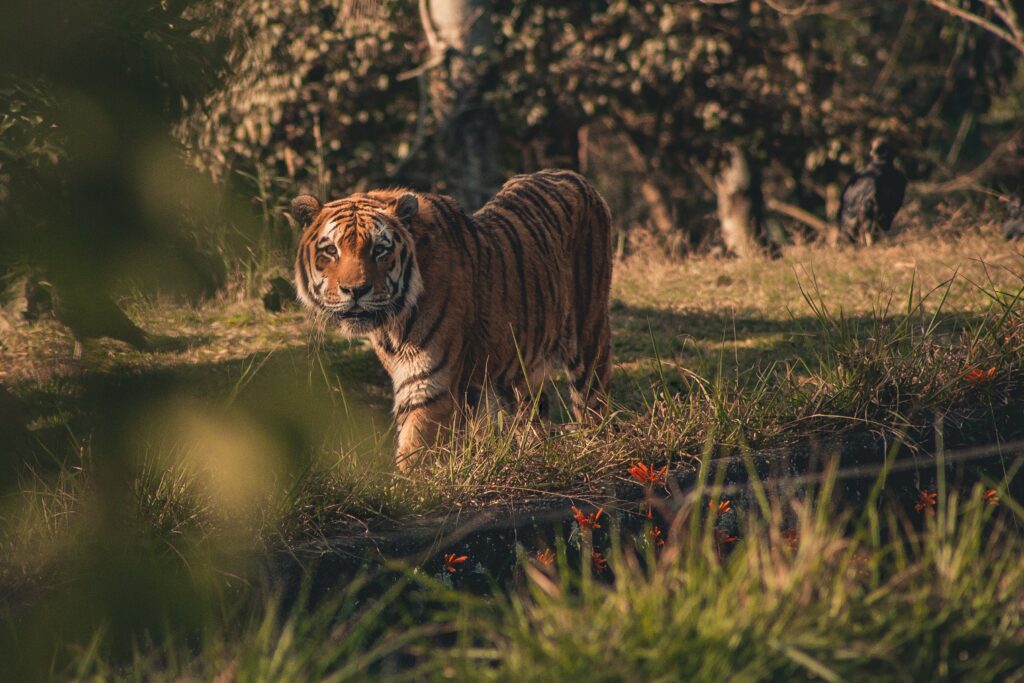 Family day activity - Safari park - Tiger