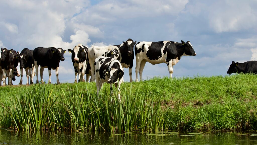 Cows - cattle- things to do in the Cotswolds